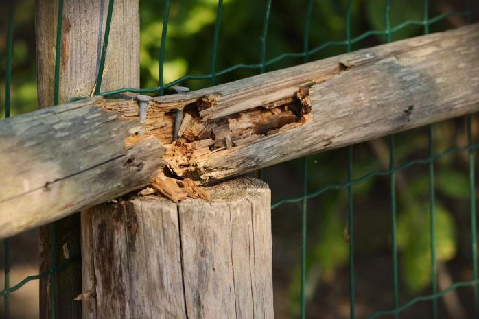 Wood fence needs repairing.