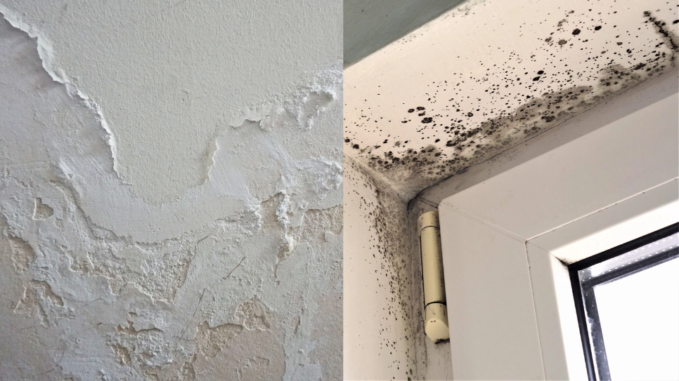 Two images of crumbling plaster on the wall and black mould next to a window side by side.
