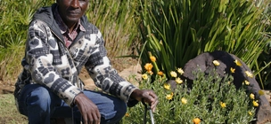 South African gardener