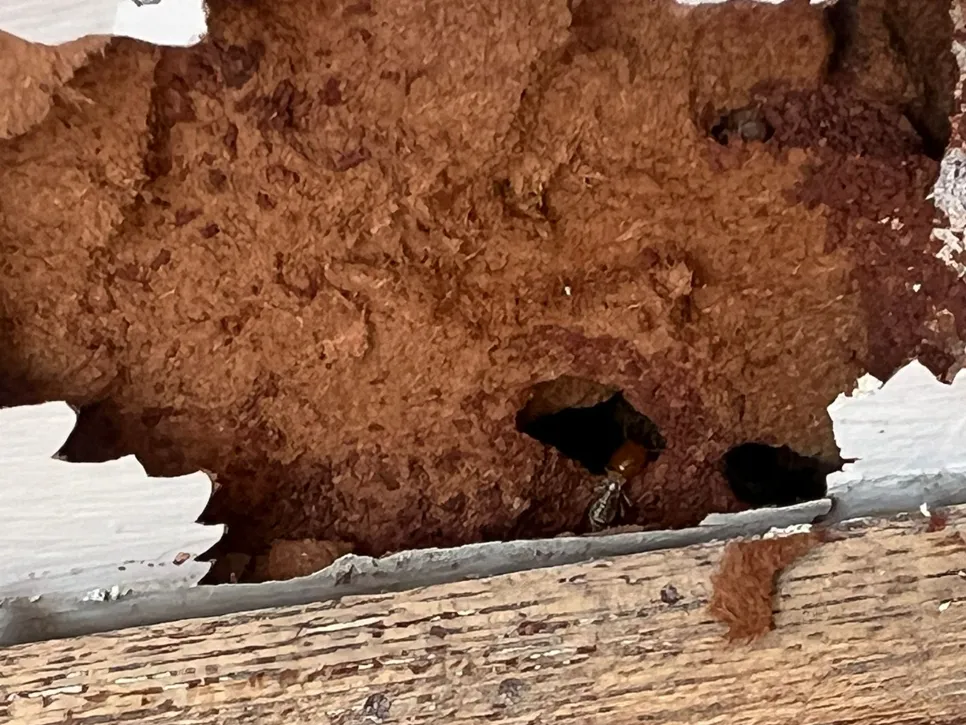 Close-up of severe termite damage in wood, showing holes and frayed edges, indicating infestation.
