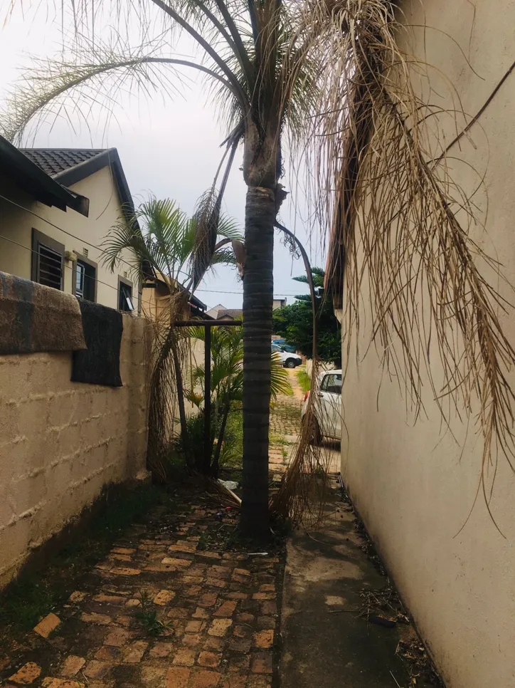 A tall palm tree with overgrown, dry fronds in a narrow alley between two houses, blocking the path.