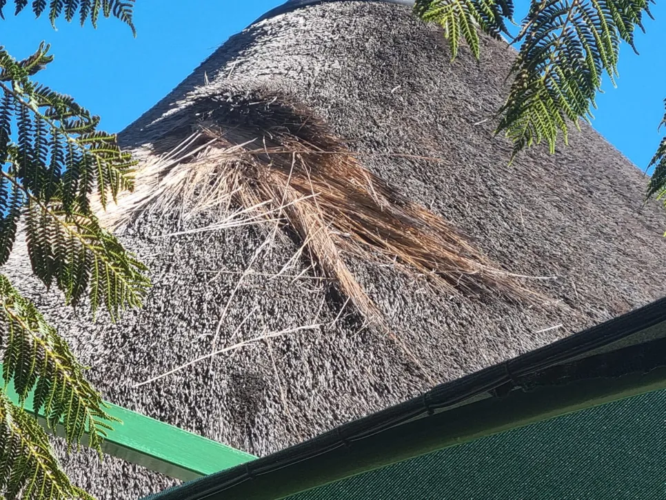 A thatched roof with visible damage and worn thatch, surrounded by green leaves under a clear blue sky.
