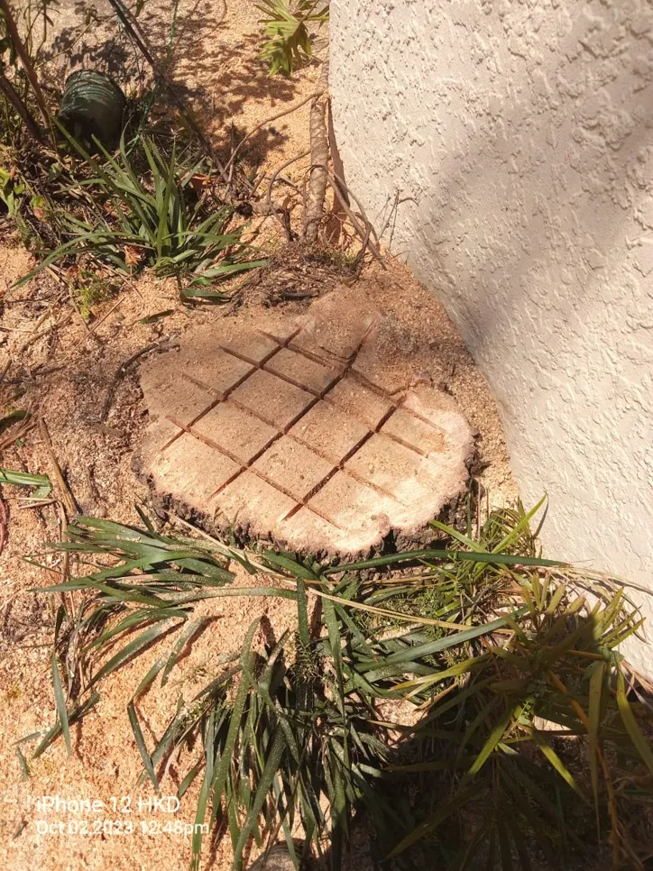 A tree stump with grid cuts, indicating preparation for removal, surrounded by sand and plants.