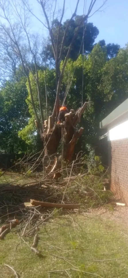 Arborist cutting down a large tree near a house, surrounded by branches and debris.