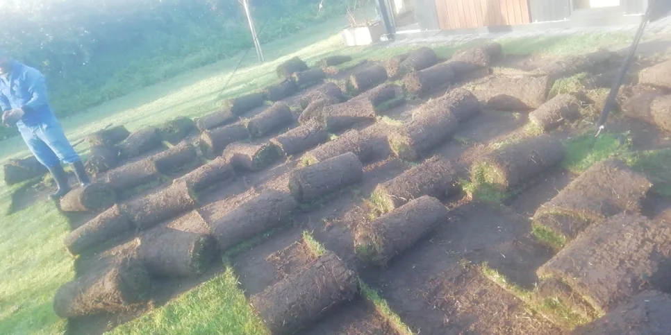 Rolled sod laid out for installation on a residential lawn, ready for placement.