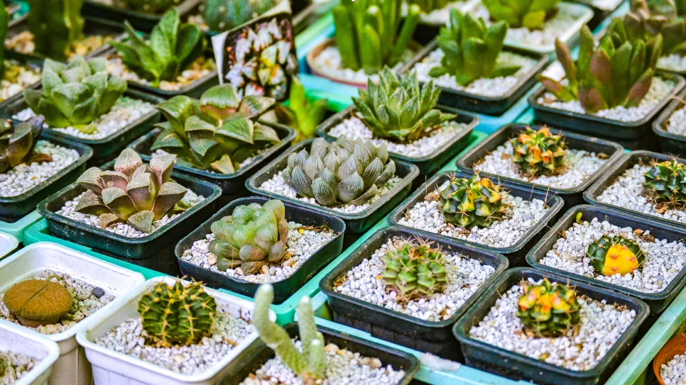 Low maintenance plants, succulents in a garden.